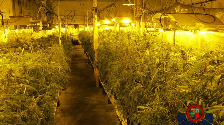 Elgoibarko industria-nabe batean 14.000 marihuana landare atzeman dituzte