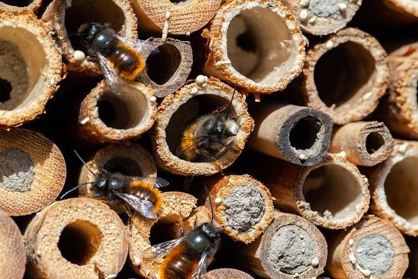 Saguzar habiak eta intsektuen hotela egiteko tailerra antolatu dute domekarako