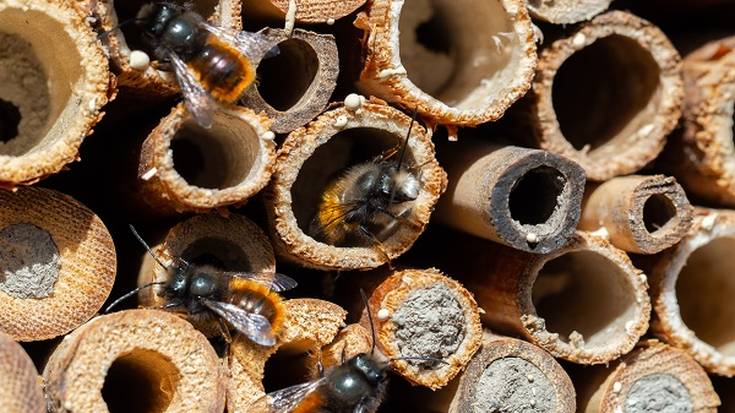 Saguzar habiak eta intsektuen hotela egiteko tailerra antolatu dute domekarako