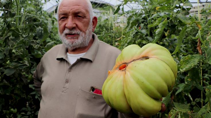 Kilo eta erditik gorako pisua duen tomate alea Zeleta baserrian