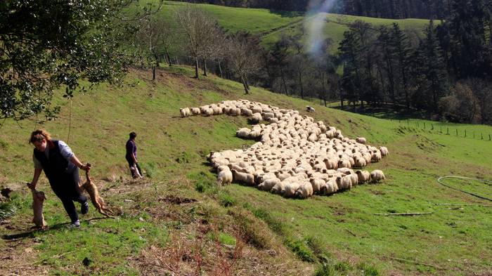 Baserritar Misto Profesionala programa ezagutarazteko informazio saioa egingo dute gaur Elgoibarren