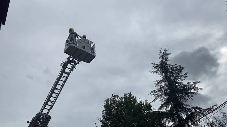 Asiako liztorren kabia kendu dute Valdespinako parketik