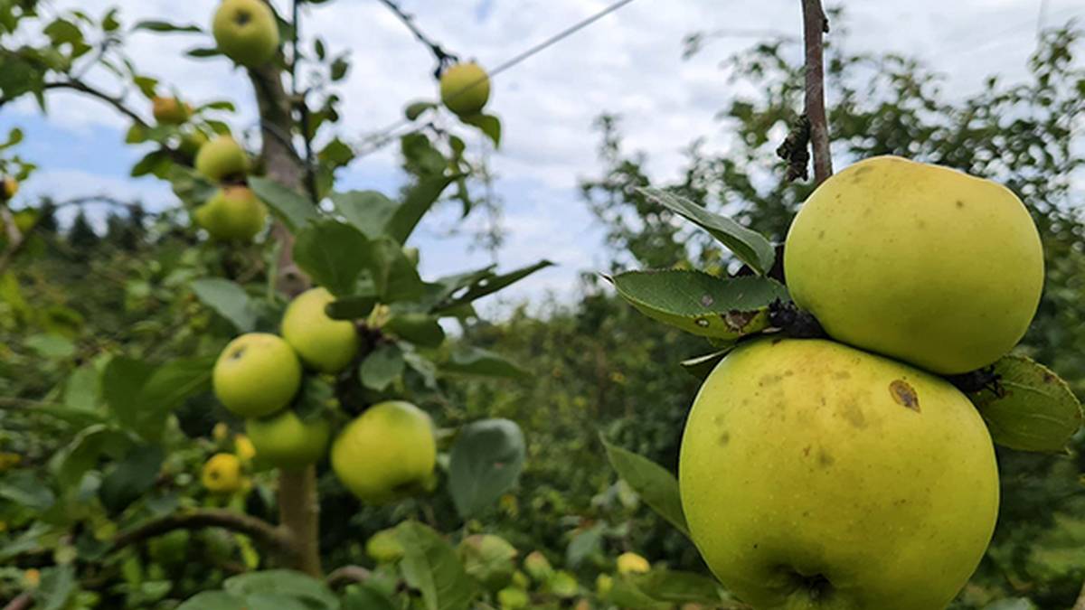 Hitzaldia: 'Euskal sagar barietateak eta oinarrizko zaintzak'