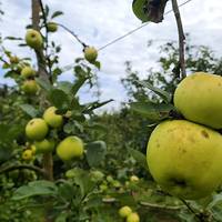 Hitzaldia: 'Euskal sagar barietateak eta oinarrizko zaintzak'