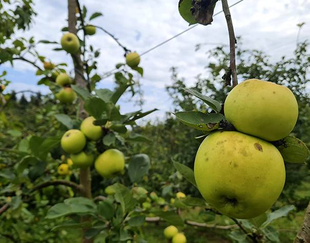Hitzaldia: 'Euskal sagar barietateak eta oinarrizko zaintzak'