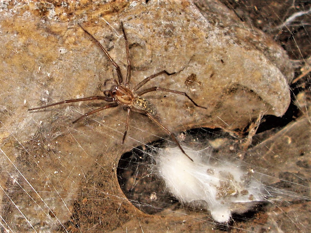Araknofobia
