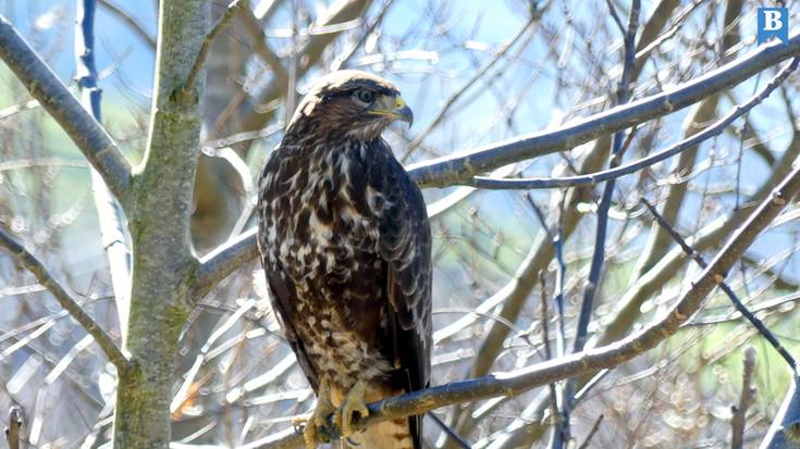 Txita-lapurra, burubeltza, orkatza eta beste Oregik harrapatuta