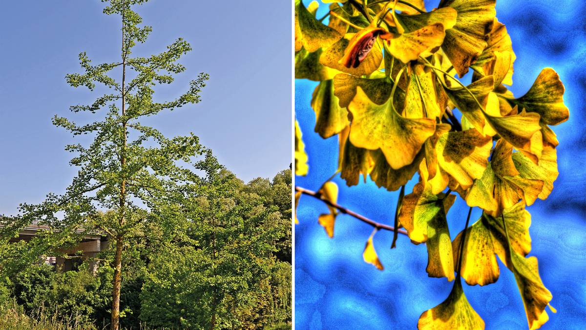 Basarteko ginkgoak: dinosauroen garaikideak - Ginkgo biloba