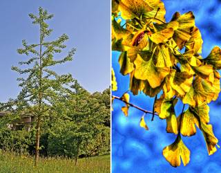 Basarteko ginkgoak: dinosauroen garaikideak - Ginkgo biloba