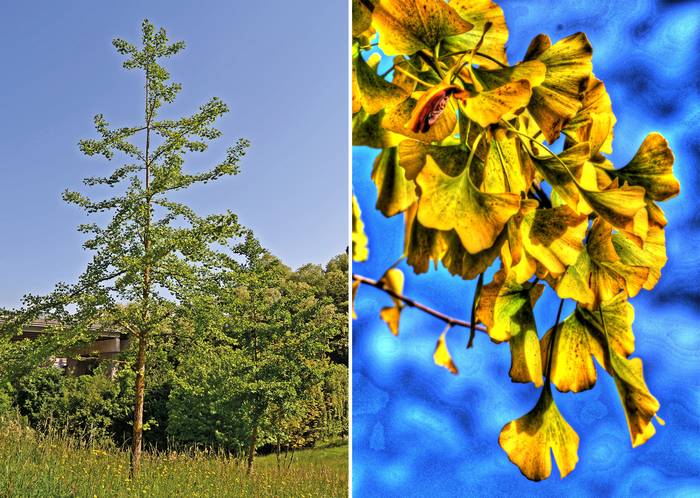 Basarteko ginkgoak: dinosauroen garaikideak - Ginkgo biloba