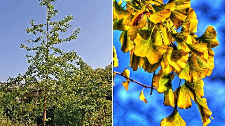 Basarteko ginkgoak: dinosauroen garaikideak - Ginkgo biloba