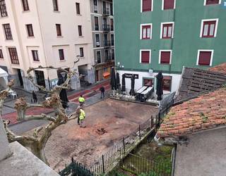 Plaza Zaharreko zuhaitza botata, astelehenean hasiko dira etxea eraisten