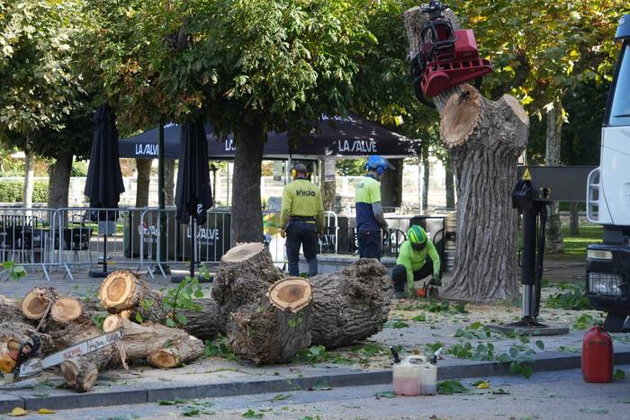 Debako Udalak Zumardiko makala kentzeko lanak amaitu ditu eta ale berri bat landatzea aurreikusi du