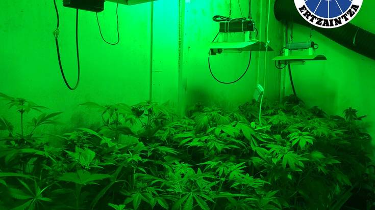 3.700 marihuana landare atzeman ditu Ertzaintzak Elgoibarren eta hiru lagun identifikatu ditu