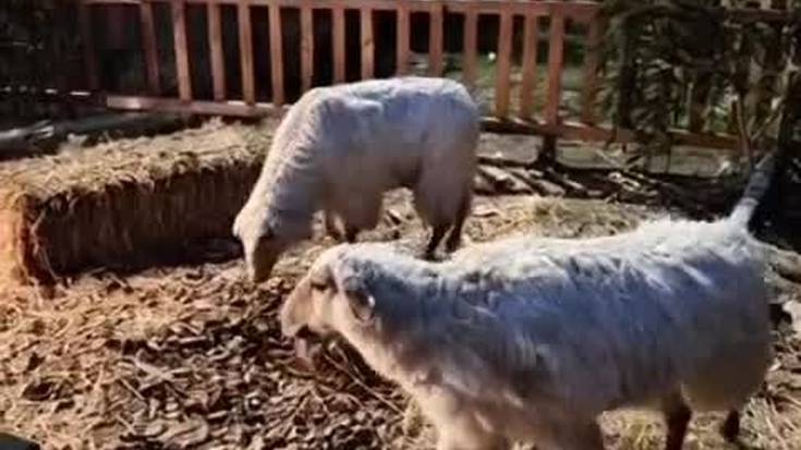 Bizidun bilakatu du Olentzeroren eta Mari Domingiren txabola Bittor Murguzurrek