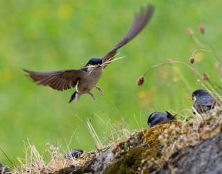 Enara azpizuriak, naturako ingeniariak