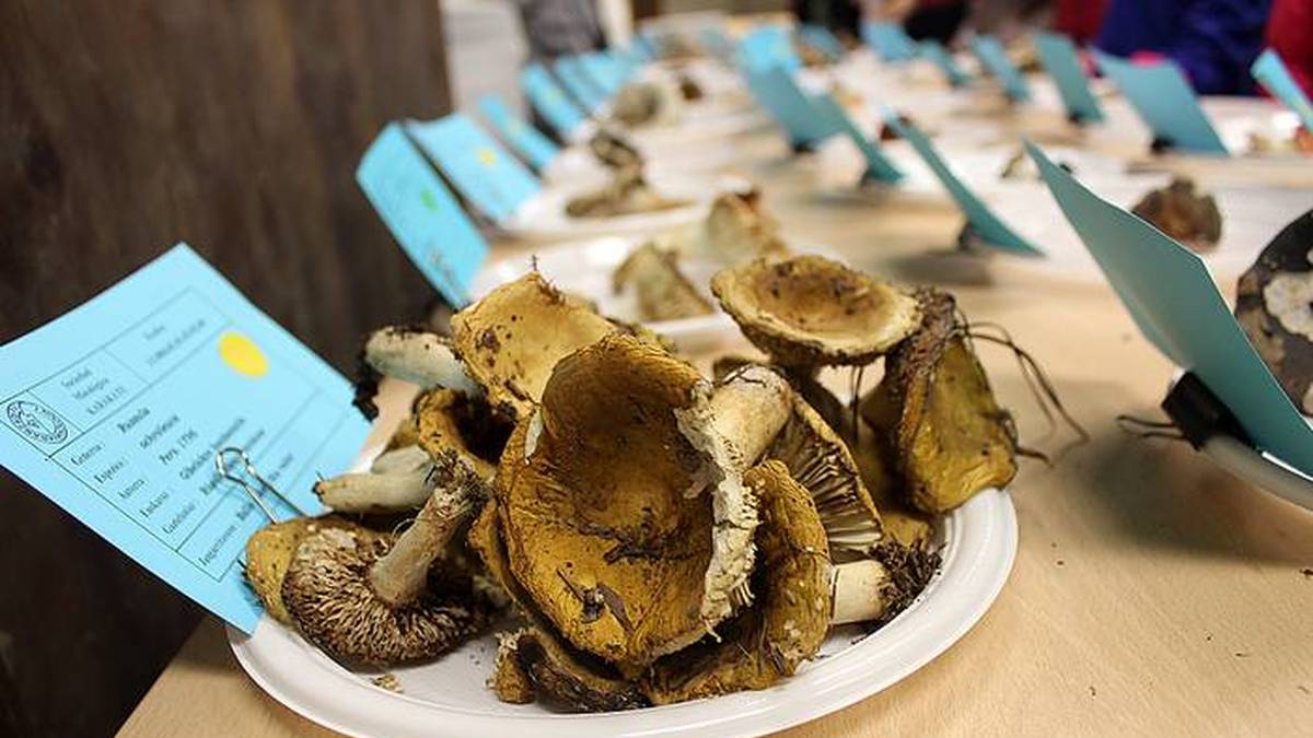 Mikologiara gerturatzeko jarduera antolatu dute urriaren 21erako