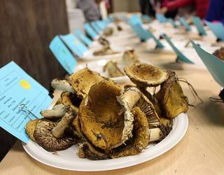 Mikologiara gerturatzeko jarduera antolatu dute urriaren 25erako