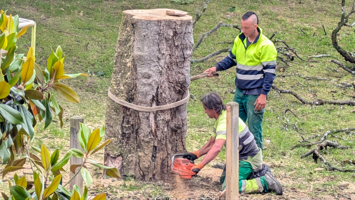 Zuhaitz mozketen inguruko kezkak erantzun ditu udalak