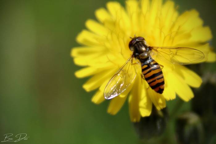 Biotop irteera: 'Intsektuen safaria: begirada desberdin bat'