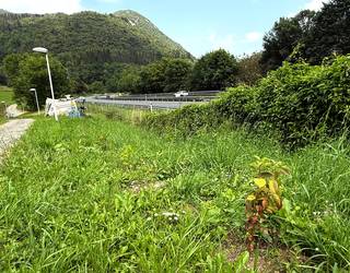 AP-8 autobidearen ondoan zuhaitzak landatu ditu Mendaroko Udalak, kutsadura eta zarata murrizteko