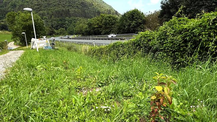 AP-8 autobidearen ondoan zuhaitzak landatu ditu Mendaroko Udalak, kutsadura eta zarata murrizteko