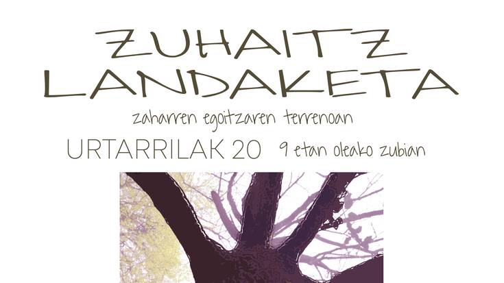 Zuhaitz landaketa zaharren egoitzaren terrenoan