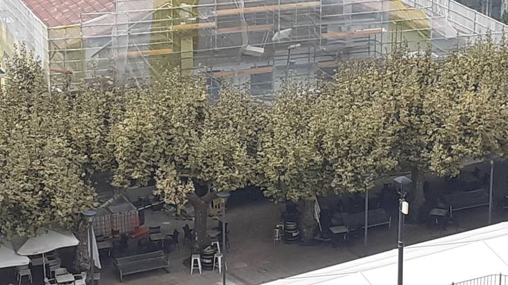 Kimatu egingo dituzte Plaza Zaharreko zuhaitzak