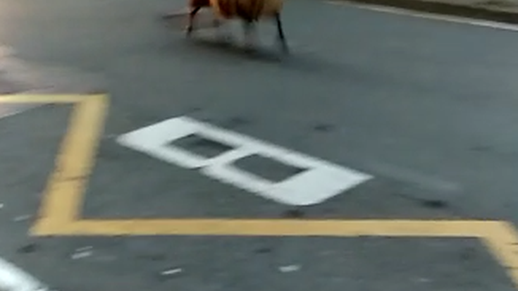 Ardiarekin atzera eta aurrera