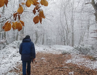 Abisu horia elurragatik, bihar