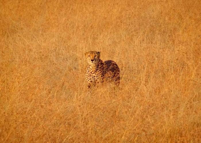 Bazkariaren bila masai maran (kenya)