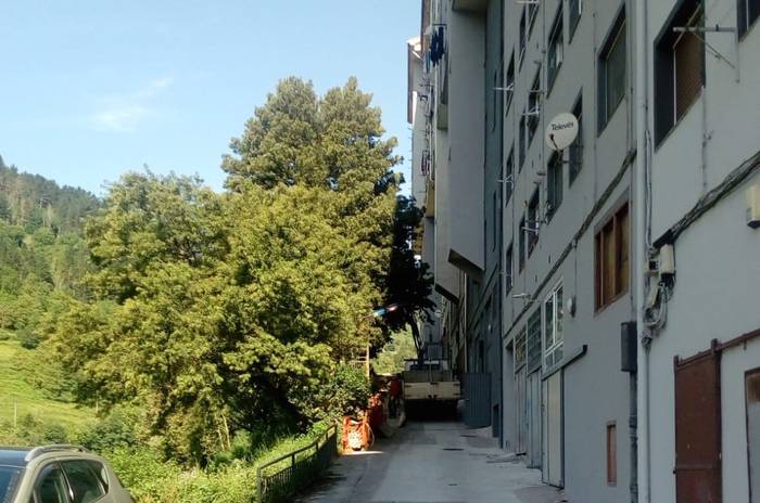 Bihar, zuhaitzak moztuko dituzte