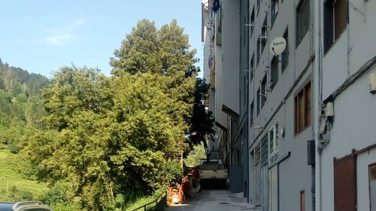 Bihar, zuhaitzak moztuko dituzte